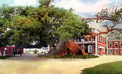 Árbol de Algodón de Seda, Nassau, Nueva Providencia, Bahamas, c1900s