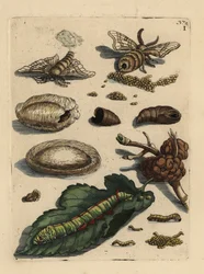 Polilla del gusano de seda, Bombyx mori, oruga y pupa con hoja de morera, Morus alba I