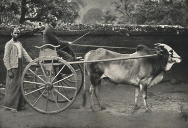 Carro de Bueyes Cingalés, 1926
