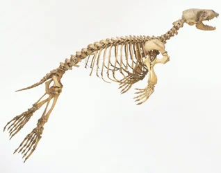 Esqueleto de una foca común (Phoca vitulina) «en movimiento», vista lateral ©Dave King/Dorling Kindersley/UIG/Leemage