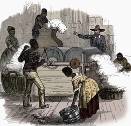 Trabajo esclavo en una plantación de algodón de los estados del sur de América, 1860