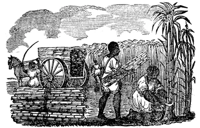Esclavos cosechando caña de azúcar en Luisiana, 1833