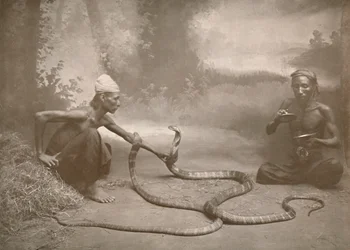 Encantadores de serpientes con cobras hamadríades