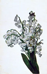 Campanilla de invierno, postal de flores francesa, c1900