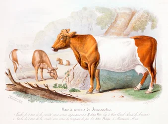 Vacas de Somerset