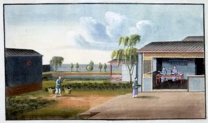 Clasificación de té, siglo XIX