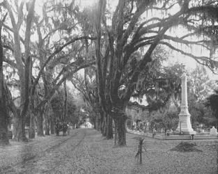 Musgo Español en Robles Vivos, Savannah, Georgia, EE.UU., c1900