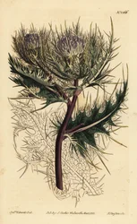 Cardo más espinoso, Cirsium spinosissimum (Cnicus de cabeza plumosa, Cnicus spinosissimus)