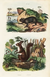 Rata arbórea espinosa, Echimys chrysurus 1, y ardilla roja euroasiática, Sciurus vulgaris 2