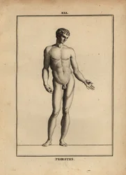 Estatua de Orestes, desnudo, hijo de Agamenón en la mitología griega