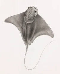 Mantarraya, vista superior en primer plano