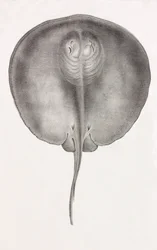 Mantarraya, vista frontal primer plano