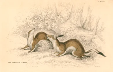 Armiño Mustela erminea, miembro de la familia de las comadrejas