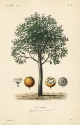 Árbol de estricnina, nuez vómica, nuez venenosa o semen strychnos, Strychnos nux-vomica, Noix vomique