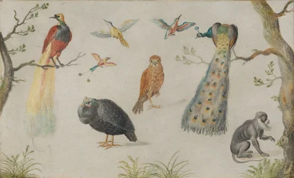 Estudio de aves y mono, 1660-1670
