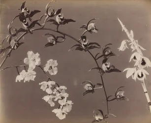 Estudio de Orquídeas, c. 1870s