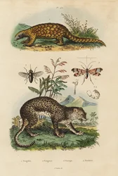 Pangolín de Sunda, Manis javanica, en peligro crítico 1, leopardo, Panthera pardus 4, tábano, Tabanus rostratus 3, mosca escorpión, Panorpa communis 3