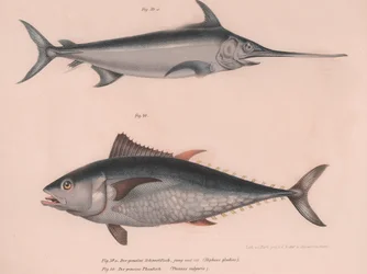 Pez espada Hiphias gladius, Thinnus bulgaris, c.1850s