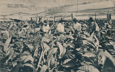 Tabaco bajo toldo. Tabaco cultivado a la sombra - Cuba, c. 1900