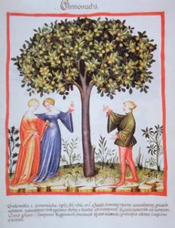 "Tacuinum Sanitatis" Codex Vindobonensis Nova Series 2644, fol. 9, Recogiendo albaricoques, Miniatura (1370-1400)