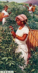 Té, 1. - Recolección de las hojas, Ceilán, 1928