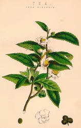 Té, siglo XIX