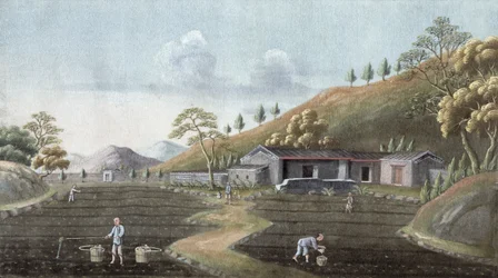 Plantación de té, China, siglo XIX