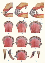 Los dientes de un caballo como indicación de la edad, c. 1905, c. 1910