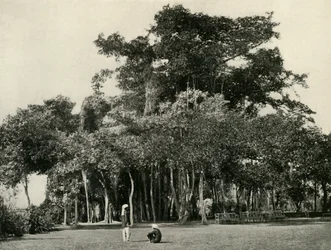 El árbol de Banyan, Barrackpore, 1870, 1925