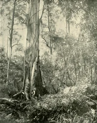 El Barón, un árbol alto notable, 1901