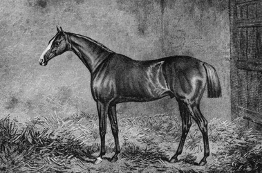 El Coronel, 1825-1847, 1911