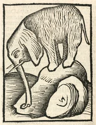 El elefante