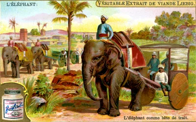 El elefante como animal de tiro, c. 1900