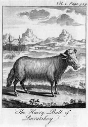 El Toro Peludo de Buratskoy, siglo XVIII
