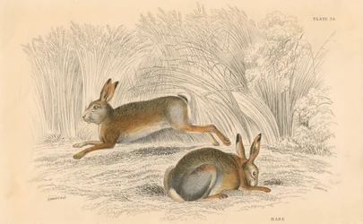 La liebre Lepus europaeus