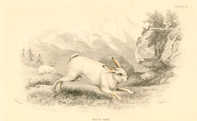 La liebre Lepus europaeus