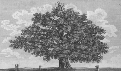 El Roble de Penshurst
