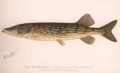 El lucio Lucius Reticulatus. Le Sueur, c. 1920s