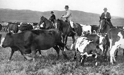 El Príncipe de Gales reuniendo ganado en Alberta, Canadá, c1930s
