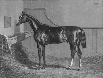 El Rt. Hon. El Conde de Lichfields Elis. Ganador del St. Leger 1836