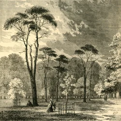 Los pinos escoceses, Kensington Gardens, c1876
