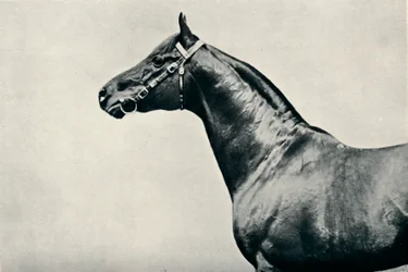 La cabeza del caballo de carreras pura sangre, Radium, c1910