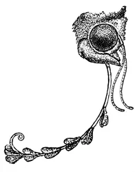 La polilla Acontia luctuosa y polen de orquídea, 1862