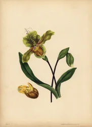 La zapatilla de dama noble, Cypripedium reginae, Semejanza