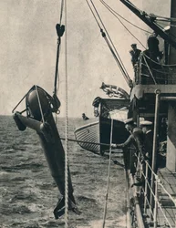 El paravane en forma de tiburón, 1943