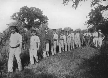 La escasez de mano de obra agrícola: Soldados ayudando con la cosecha, 1915