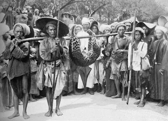 Los despojos de la jungla, 1902