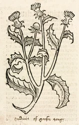 Cardo