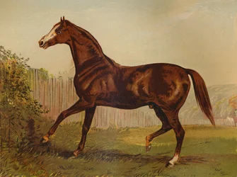 Pura sangre Blair Athol, ganador del Derby y St Leger 1864, c1879