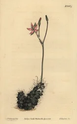 Anacampseros filamentosa